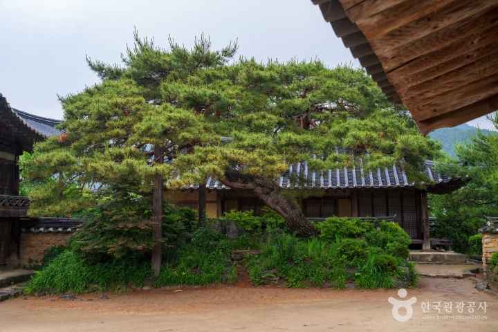 개평한옥마을의 한옥과 소나무